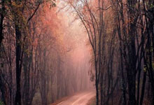 [NBA]安东尼·戴维斯因伤将缺阵数周至一个月.